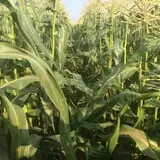 Magee Farms photo