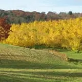 Green Mountain Orchards photo