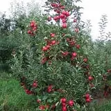 Green Mountain Orchards photo