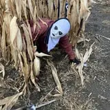 Haunted Corn Maze and The Amazing Corn Maze photo