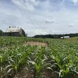 Haunted Corn Maze and The Amazing Corn Maze photo