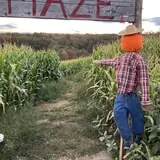 Haunted Corn Maze and The Amazing Corn Maze photo
