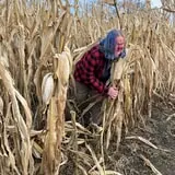 Haunted Corn Maze and The Amazing Corn Maze photo