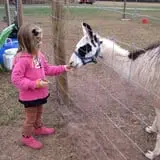 Snyder's Farm Fall Festival photo
