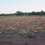 Snyder's Farm Fall Festival photo
