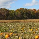 Snyder's Farm Fall Festival photo