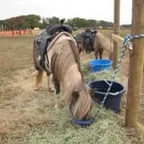 Snyder's Farm Fall Festival photo
