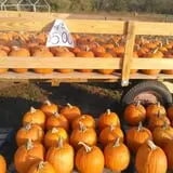Sally Gap Pumpkin Patch photo