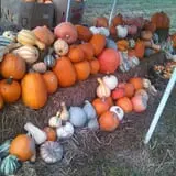 Sally Gap Pumpkin Patch photo