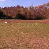 Sally Gap Pumpkin Patch photo