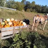 Sally Gap Pumpkin Patch photo