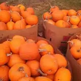 Sally Gap Pumpkin Patch photo