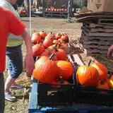 Sally Gap Pumpkin Patch photo