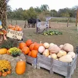 Sally Gap Pumpkin Patch photo