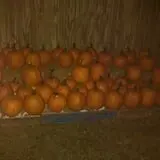 Sally Gap Pumpkin Patch photo
