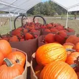 Sally Gap Pumpkin Patch photo
