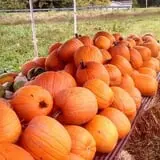 Sally Gap Pumpkin Patch photo