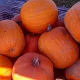 Sally Gap Pumpkin Patch photo