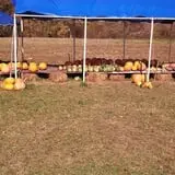 Sally Gap Pumpkin Patch photo
