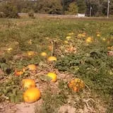 Sally Gap Pumpkin Patch photo