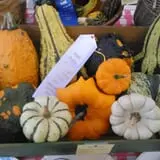 Sally Gap Pumpkin Patch photo