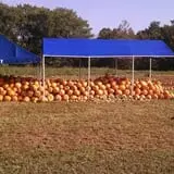 Sally Gap Pumpkin Patch photo