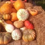 Sally Gap Pumpkin Patch photo