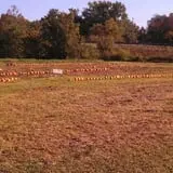 Sally Gap Pumpkin Patch photo