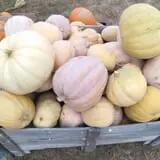 Sally Gap Pumpkin Patch photo