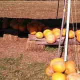 Sally Gap Pumpkin Patch photo