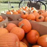 Sally Gap Pumpkin Patch photo