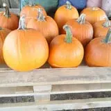Sally Gap Pumpkin Patch photo