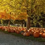 Eugster's Farm Market Fall Festival photo
