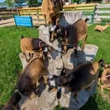 Eugster's Farm Market Fall Festival photo