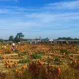 Eugster's Farm Market Fall Festival photo