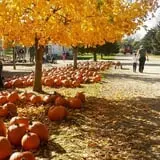 Eugster's Farm Market Fall Festival photo