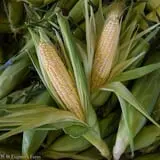 Eugster's Farm Market Fall Festival photo