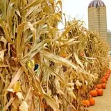 Eugster's Farm Market Fall Festival photo