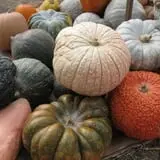 Fifer Orchards Fall Fest & U-Pick Pumpkin Patch photo