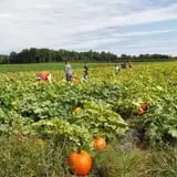 Fifer Orchards Fall Fest & U-Pick Pumpkin Patch photo