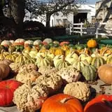Fifer Orchards Fall Fest & U-Pick Pumpkin Patch photo