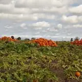 Fifer Orchards Fall Fest & U-Pick Pumpkin Patch photo
