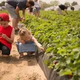 Fifer Orchards Fall Fest & U-Pick Pumpkin Patch photo