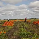 Fifer Orchards Fall Fest & U-Pick Pumpkin Patch photo