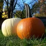 Fifer Orchards Fall Fest & U-Pick Pumpkin Patch photo