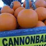 Fifer Orchards Fall Fest & U-Pick Pumpkin Patch photo