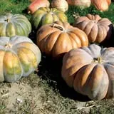 Fifer Orchards Fall Fest & U-Pick Pumpkin Patch photo
