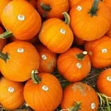 Fifer Orchards Fall Fest & U-Pick Pumpkin Patch photo