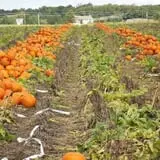Fifer Orchards Fall Fest & U-Pick Pumpkin Patch photo