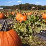 Fifer Orchards Fall Fest & U-Pick Pumpkin Patch photo